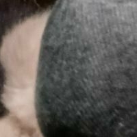 pugspossumad Nude